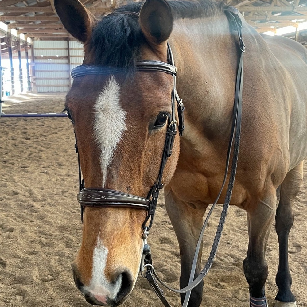 Kudos Competition Flash Bridle Havana - Picture 3 of 9